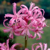 Nerine bowdenii 12/14