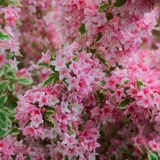 Weigela Florida Nana Variegata (Bare Root)