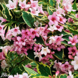 Weigela Florida Nana Variegata (Bare Root)
