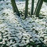 Anemone blanda White Splendour (5cm+ Bulbs)