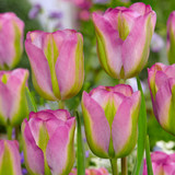 Tulip 'Greenland'