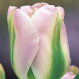 Tulip 'Greenland'
