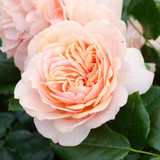 Award Winning Rose Collection