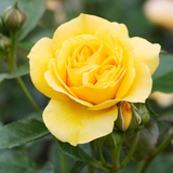 Award Winning Rose Collection
