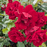 Award Winning Rose Collection