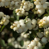 Symphoricarpos Magical Collection