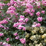 Symphoricarpos Magical Collection