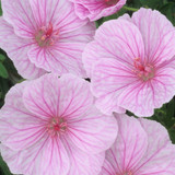 Geranium sang. striatum