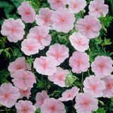 Geranium sang. striatum