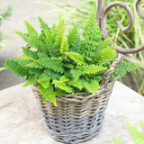 Polystichum setiferum