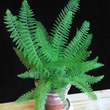 Polystichum setiferum