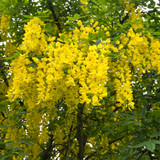 Laburnum Vossii