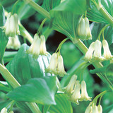 Polygonatum multiflorum