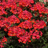 Geranium Chocolate