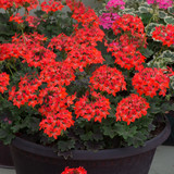 Geranium Chocolate