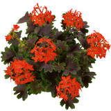 Geranium Chocolate