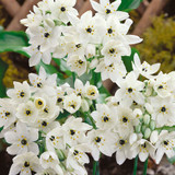 Ornithogalum Arabicum