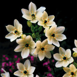 Ornithogalum Arabicum