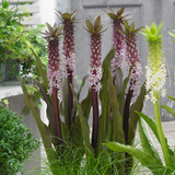 Eucomis Indian Summer