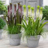 Eucomis Indian Summer