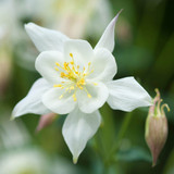 Aquilegia Kristalle (White Star 7cm)