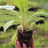 Primula Cand. bulleyana Orange (7cm Powerliner)