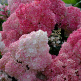 Hydrangea paniculata Vanille-Fraise 1.5ltr