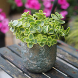 Sedum SunSparkler 'Lime Zinger'