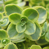 Sedum SunSparkler 'Lime Zinger'