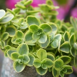 Sedum SunSparkler 'Lime Zinger'