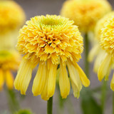 Echinacea p. Lemon Drop
