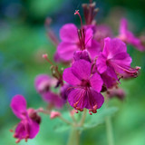 Geranium macr. Bevans Variety