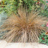 Carex buchananii 'Red Rooster'
