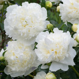 Peony 'Duchesse de Nemours'