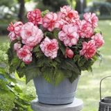 Begonia Rosebud