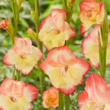 Gladioli nanus Las Vegas