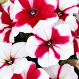 Petunia Crazytunia Cherries Jubilee