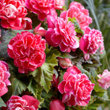 Begonia Camelia 