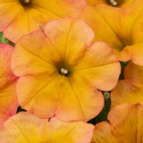 Petunia Crazytunia Terracotta
