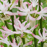 Nerine bowdenii Lipstick
