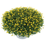 Bacopa Yellow Mecardonia' Garden Freckles'