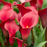 Zantedeschia Red Charm