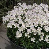 Nemesia Wisley Vanilla