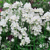 Nemesia Wisley Vanilla