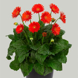 Gerbera Garvinea Sweet Glow