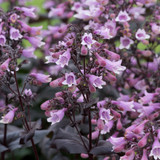 Penstemon Dakota Burgundy