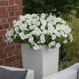 Petunia Potunia White