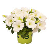 Petunia Potunia White