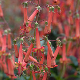 Phygelius Colourburst Orange