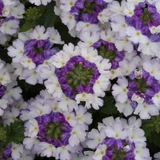 Verbena Showboat Blue Fizz
